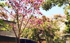 Tự hào 50 năm ngành điện thành phố mang tên Bác: Ngành điện trong mắt của bạn màu gì?