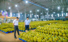 'Trái cây vua' cũng đau đầu vì chi phí tăng