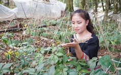 'Kho báu' 4.000 loài cây dược liệu Việt trước cơ hội bứt phá toàn cầu