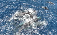 Siêu hiếm thấy cảnh bầy cá voi 'đỡ đẻ' cho đồng loại
