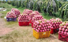 'Siết' dư lượng thuốc bảo vệ thực vật với thanh long, sầu riêng, chanh leo...