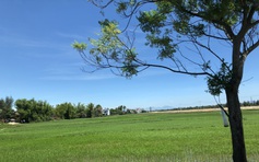 Cây lâu năm nào được trồng trên đất lúa?