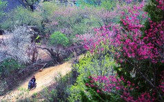 Xứ sở hoa đào Lùng Cúng ở Lào Cai mong mỏi một con đường