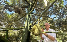 Sầu riêng đẩy kim ngạch rau quả xuất khẩu tăng mạnh