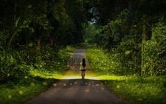 Mùa bướm, đom đóm ở rừng Cúc Phương đến sớm: Tín hiệu gì từ rừng già?