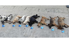 Bị truy đuổi, nghi phạm trộm chó vứt cả xe máy và tang vật để tẩu thoát