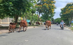 Bò thả rông trên đường