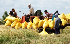 Thế khó của hạt gạo