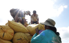 Philippines nhập khẩu kỷ lục, giá gạo Việt Nam tăng mạnh
