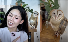 Cô gái cứu chim cú lợn gãy cánh, nuôi lớn với gương mặt hình trái tim đáng yêu