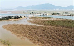 Nhiều hecta rừng ngập mặn ở Hà Tĩnh chết khô