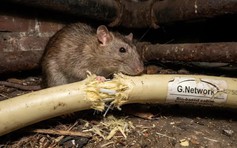 Chuột gặm cáp internet khiến nhà mạng Anh phá sản