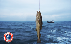 Bí quyết bổ sung Omega-3 đúng chuẩn ‘vừa tươi vừa tốt’ để tăng cường sức khỏe