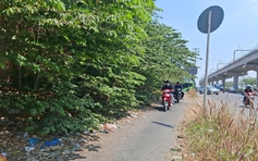 Cây xanh xòa ra đường