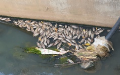 Cá chết dày đặc dưới mương, mùi hôi thối bủa vây khu dân cư