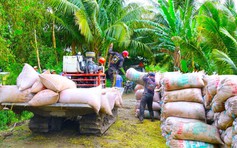 Giá lúa giảm, gọi nhiều doanh nghiệp thu mua không nghe máy