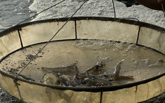 Cà Mau nắng nóng gay gắt, hơn 1.300 ha nuôi thủy sản thiệt hại trên 70%