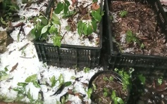 Mưa đá bất thường phía tây Quảng Ngãi, sâm Ngọc Linh và hoa màu thiệt hại nặng