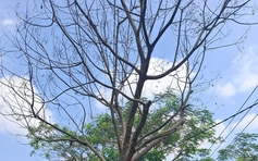 Cây đã chết, nên xử lý sớm