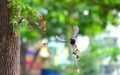 Ngắm đàn giẻ cùi 'dạo phố' Hà Nội