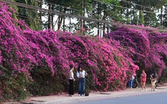 Bụi hoa giấy dài gần 100 m ở TP.HCM rực rỡ như thác hoa khổng lồ