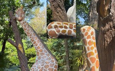 Tượng hươu cao cổ ở Thảo Cầm Viên bị ‘gãy sừng, rạn xương’