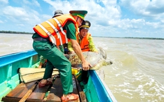 Ngư dân Cà Mau liên tiếp cứu được vích, đồi mồi mắc lưới, thả về biển