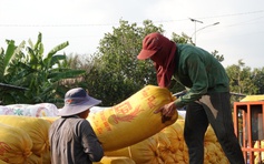 Giá gạo Việt Nam tăng mạnh nhất châu Á