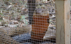 Thả về rừng con rắn hổ mang chúa cực độc bò vào bệnh viện ở Đắk Lắk