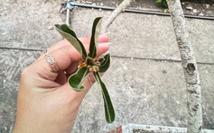 Nuốt mủ hoa sứ, 2 trẻ nhập viện cấp cứu vì ngộ độc