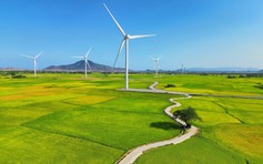 Vẻ đẹp của 'cây cô đơn' giữa cánh đồng điện gió Đầm Nại