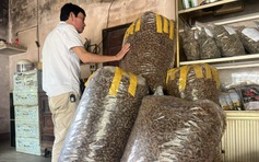 Thu mua xác ve sầu ở Tây nguyên 'là hiện tượng lạ'?