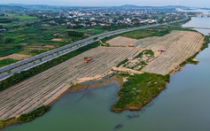 Mưu sinh trên sông Trà: Đời nông dân 'du mục'