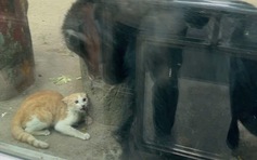 Chuyện lạ tại Thảo Cầm Viên: Mèo rơi vào chuồng dã nhân được giải cứu