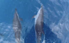 Khoảng 100 con cá heo xuất hiện tại biển Quy Nhơn, ngư dân nói ‘điềm lành’