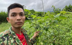 6 năm gây dựng mô hình dược liệu trên đất đồi Quảng Ngãi
