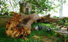 Nhánh cây đa di sản trăm tuổi gãy đổ, hàng chục người bên dưới hoảng hốt