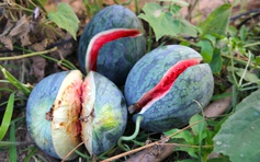 Dưa hấu giá rẻ chỉ 3.000 đồng/kg, nông dân Quảng Trị 'đứng ngồi không yên'