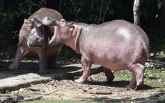Con trai tỉ phú Ấn Độ muốn nuôi đàn hà mã của trùm ma túy Pablo Escobar