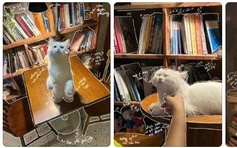 Trào lưu tạo ảnh AI: Khi sáng tạo trở nên dễ dàng nhưng 'chất riêng' dần mờ nhạt