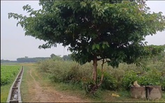 Người đàn ông bị sét đánh tử vong khi đang chở lúa ngoài đồng