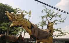 Cây cảnh giá tiền tỉ, dáng độc lạ hút khách tại festival ở TP.HCM