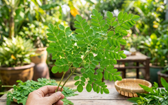 Ăn canh rau chùm ngây: Lợi gì cho gan, não, đường huyết, mỡ máu?