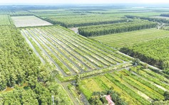 U Minh Hạ bứt tốc từ cây giống, mở lối kinh tế rừng bền vững