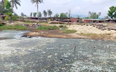 Chế biến mực xà tại Đề Gi: 54 hộ làm khổ 7.000 dân