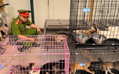 Bắt nhóm trộm mèo ở Hà Nội