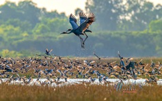 Theo chân đàn sếu đầu đỏ nơi biên giới Việt Nam - Campuchia