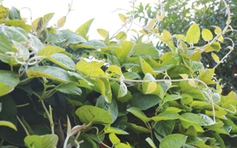 Lá mơ lông có lợi ích gì cho sức khỏe?