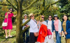 Thắng lớn nhờ bỏ lúa kém hiệu quả trồng sầu riêng làm du lịch