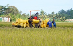 Philippines điều tra tự vệ, gạo Việt có bị ảnh hưởng?